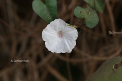 Ipomoea marginata
